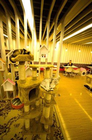 Pussycat NanJing MaoMi ZhuTi Café